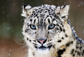 Hundreds of snow leopards being killed every year, report warns 